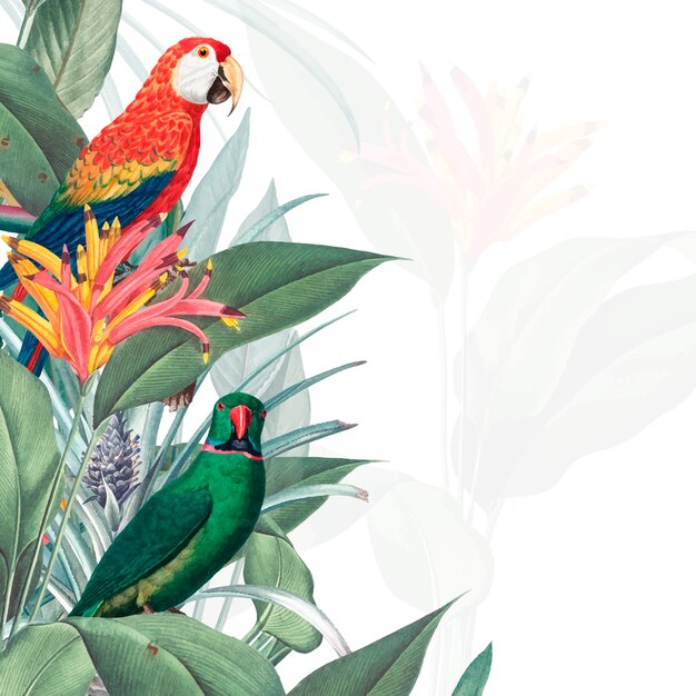 Macaw tropische Modellillustration