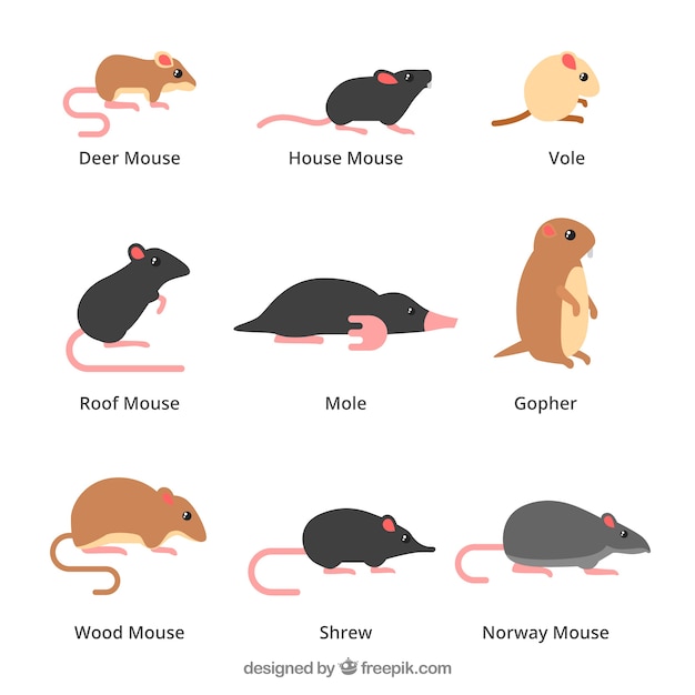 Kostenloser Vektor mäuse-set von neun
