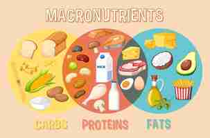 Kostenloser Vektor makronährstoffvektor der hauptnahrungsmittelgruppen