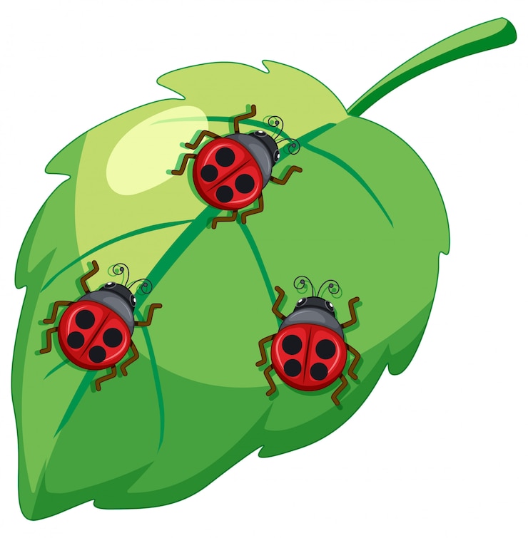 Kostenlose Vektor marienkäfer, dame bettle insekten auf einem blatt