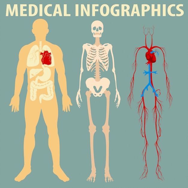 Kostenloser Vektor medizinische infographic des menschlichen körpers