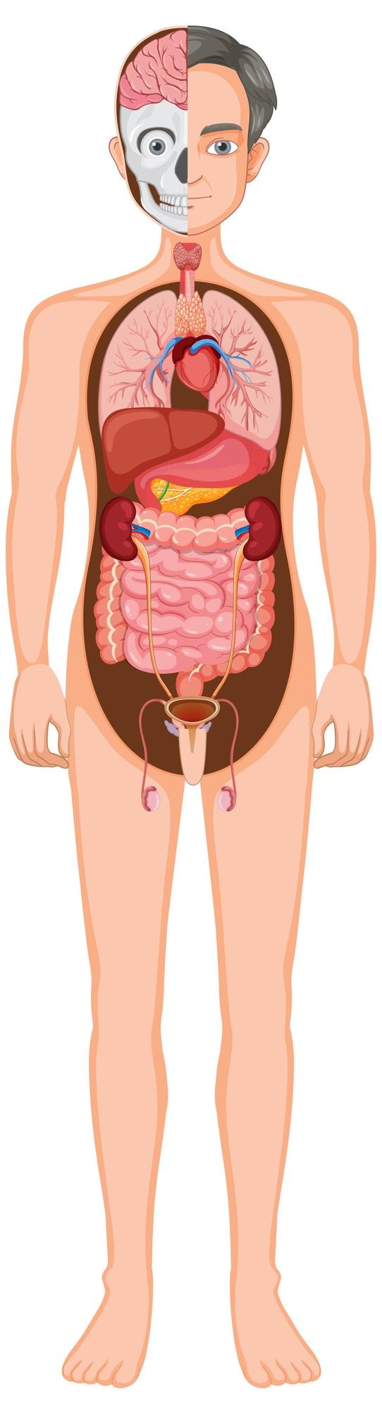 Kostenlose Vektor menschliche anatomie-vektorillustration mit inneren organen