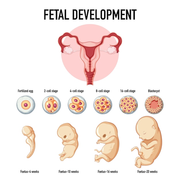 Menschliche embryonale entwicklung in der menschlichen infografik