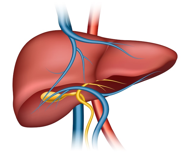 Kostenloser Vektor menschliche leberstruktur. organ mensch, medizin, gesundheit intern