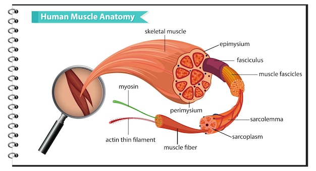 Kostenloser Vektor menschliche muskelanatomie mit körperanatomie