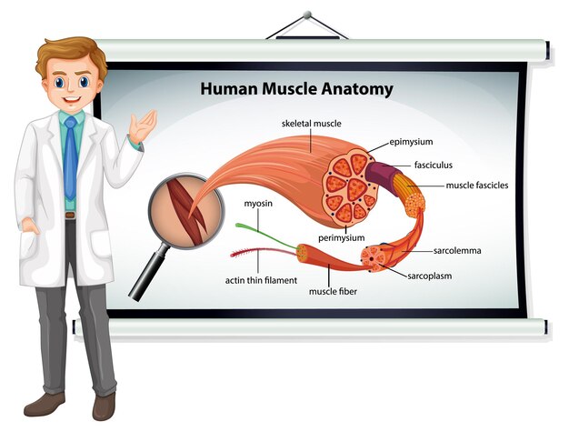Menschliche Muskelanatomie mit Körperanatomie
