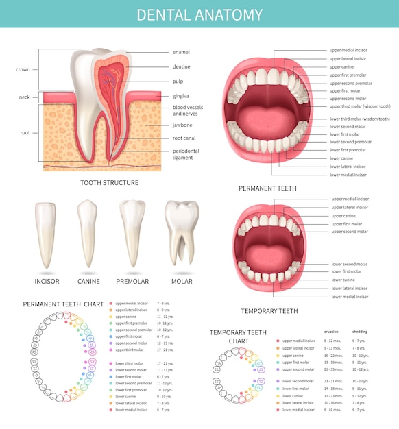 Menschliche zähne realistische infografiken mit zahnanatomie-diagrammen, vektorillustration