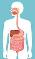 Kostenloser Vektor menschliches medizinisches verdauungssystem