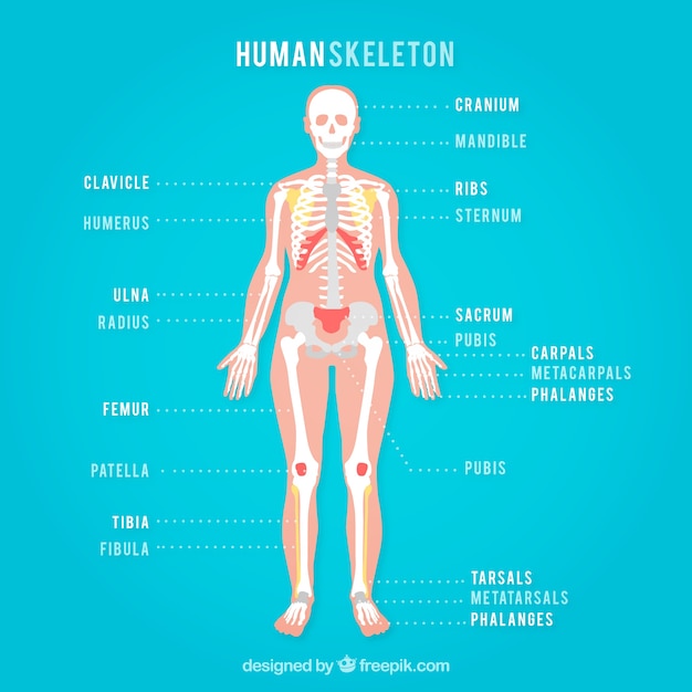 Kostenloser Vektor menschliches skelett auf einem blauen hintergrund