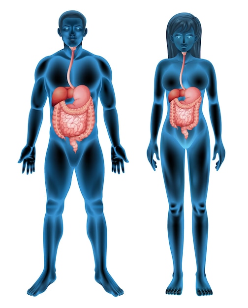 Kostenloser Vektor menschliches verdauungssystem