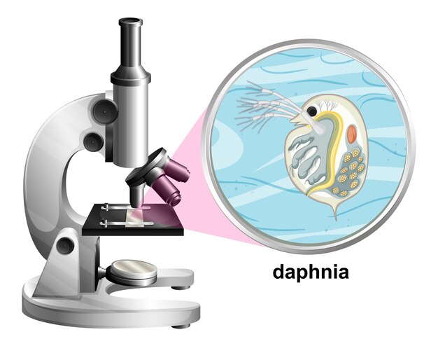 Mikroskop mit Anatomiestruktur von Daphnia auf weißem Hintergrund