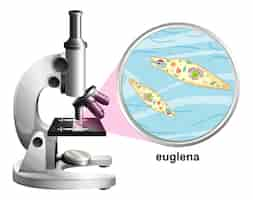 Kostenloser Vektor mikroskop mit anatomischer struktur von euglena auf weiß