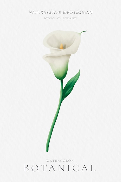 Minimaler Blumenhintergrund mit schöner Lilie