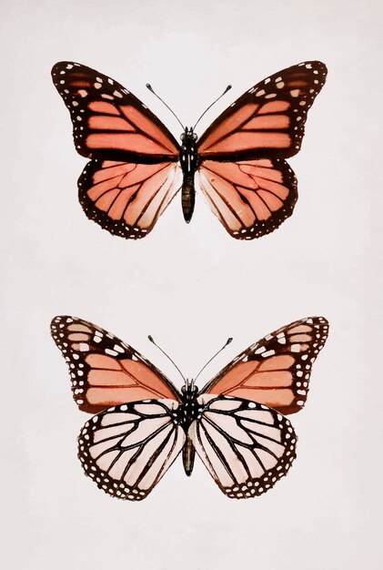 Monarch Butterfly Vintage Wall Art Print Poster Design Remix von Original-Artworks von Sherman F. Denton.