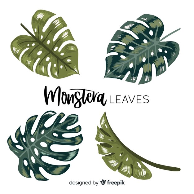 Monstera Blätter gesetzt