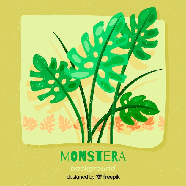 Monstera geht