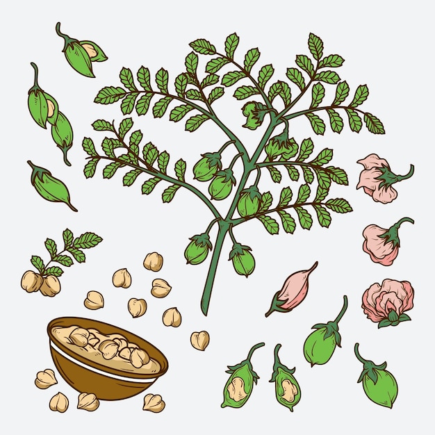 Nährende Kichererbsenbohnen und Pflanze
