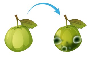 Nicht essbare zersetzte guave mit schimmel