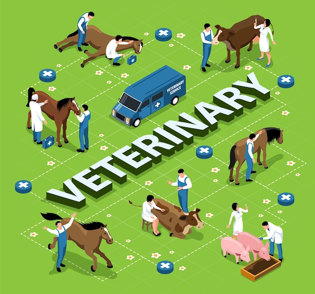 Kostenloser Vektor nutztiere vieh veterinär isometrisches infografik-flussdiagramm mit tierärzten, die die behandlung von kranken pferden, kühen, schweinen, untersuchen