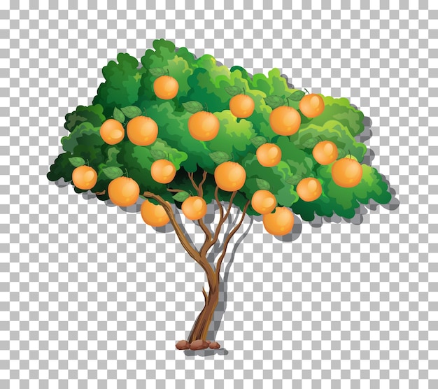 Orangenbaum auf transparentem hintergrund