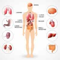 Kostenloser Vektor organe der menschlichen anatomie