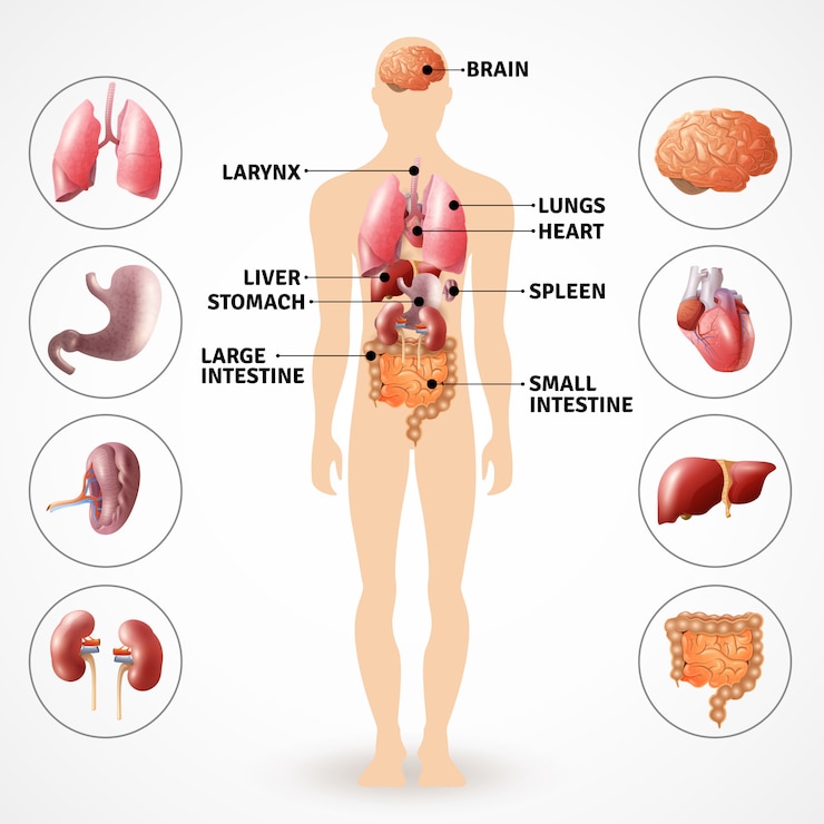 Kostenlose Vektor organe der menschlichen anatomie