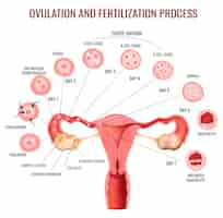 Kostenloser Vektor ovulations- und befruchtungsprozess des weiblichen fortpflanzungssystems