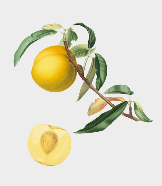 Kostenloser Vektor pfirsich von pomona italiana-abbildung