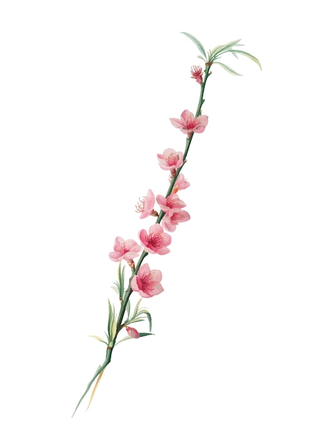 Pfirsichblüten von Pomona Italiana-Illustration
