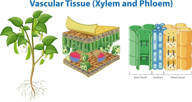 Kostenloser Vektor pflanzenkohäsion gefäßgewebe xylem und phloem