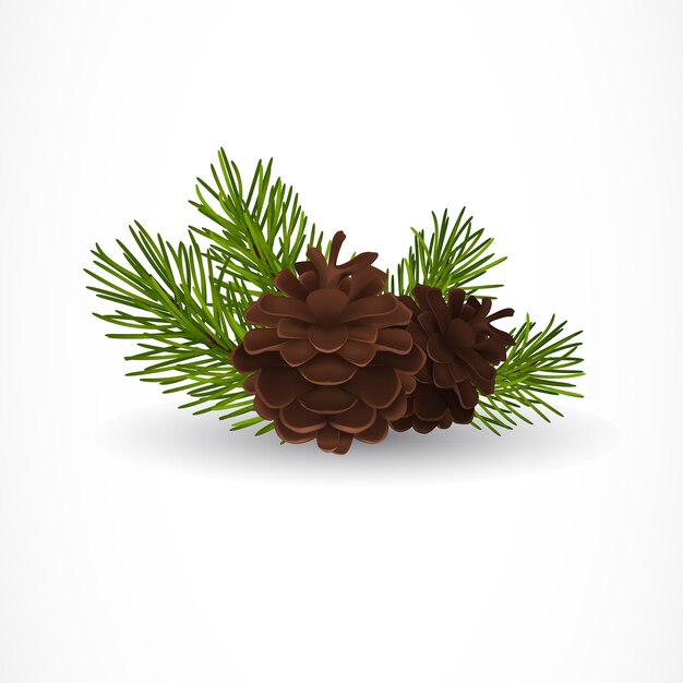 Pine Tree Cones und Zweige