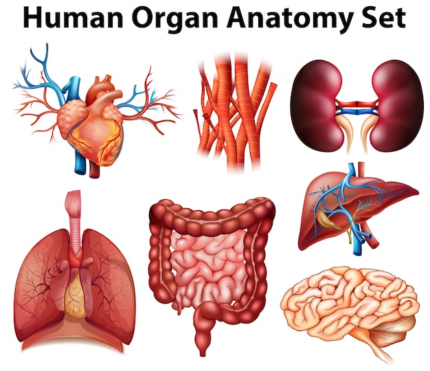 Kostenloser Vektor plakat der menschlichen organanatomie