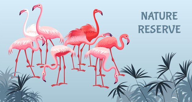 Bilder Flamingo Gratis Vektoren Fotos Und Psds
