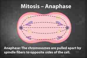 Kostenloser Vektor prozess der mitose-anaphase mit erläuterungen