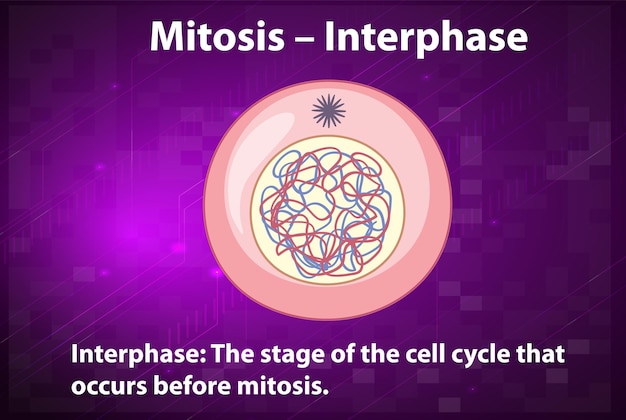 Kostenloser Vektor prozess der mitose-interphase mit erläuterungen