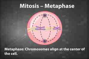 Kostenloser Vektor prozess der mitose-metaphase mit erläuterungen