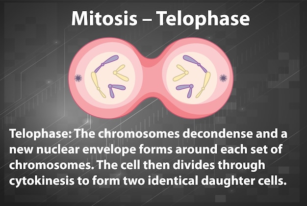 Kostenloser Vektor prozess der mitose-telophase mit erläuterungen