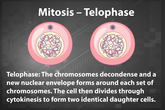 Kostenloser Vektor prozess der mitose-telophase mit erläuterungen