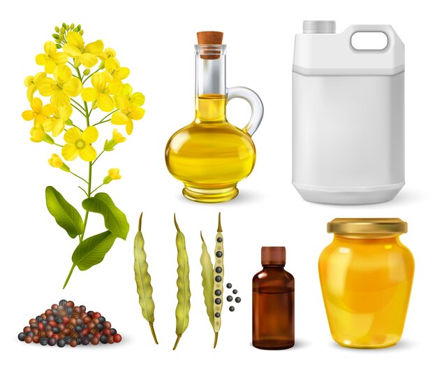 Raps-Canola-Set mit realistischen isolierten Vektorillustrationen der Produktionssymbole