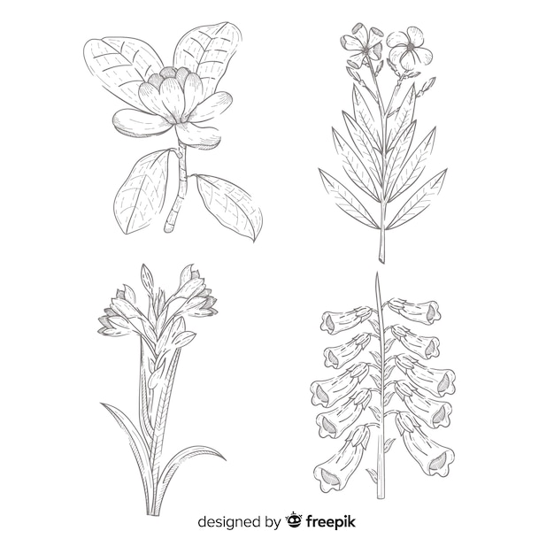 Kostenloser Vektor realistisch gezeichnet mit botanikblumensammlung