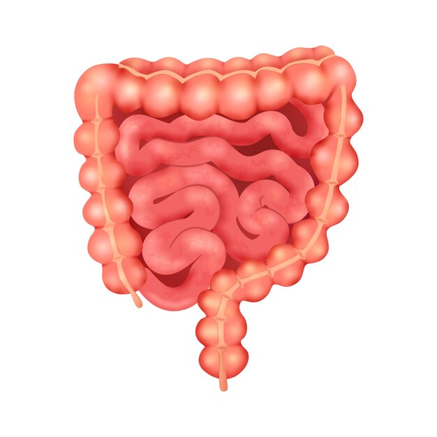 Realistische Anatomiezusammensetzung der inneren Organe des Menschen mit isoliertem Bild der Darmvektorillustration