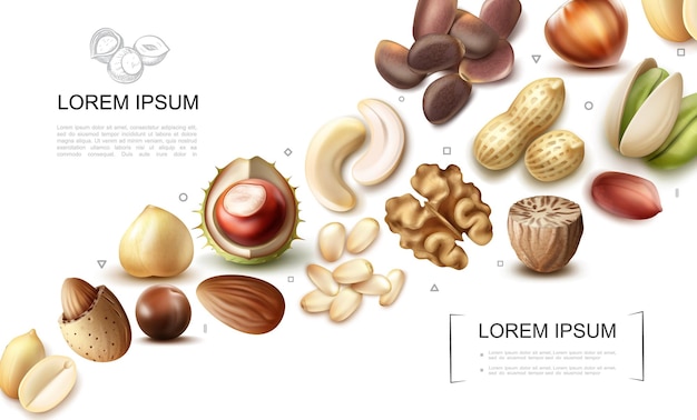 Kostenloser Vektor realistische bio-nusssammlung mit cashew-pistazien-kastanien-macadamia-muskatnuss-walnuss-haselnuss-mandel-erdnuss-pinien-paranüssen