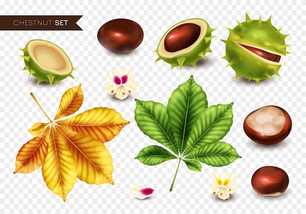 Realistische Chestnus-Symbole mit Nüssen und Blättern auf transparentem Hintergrund isolierte Vektorillustration