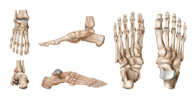 Realistische Fußknochen-Anatomie mit isolierten Seitenansichten des menschlichen Schrittskeletts auf leerer Hintergrundvektorillustration