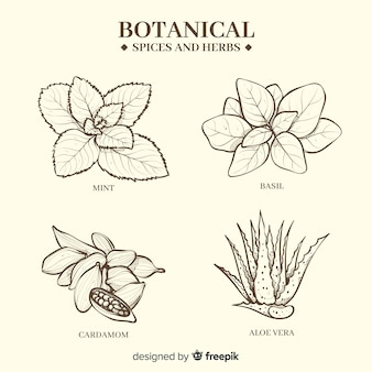 Realistische hand gezeichnete botanische gewürze und kräuter