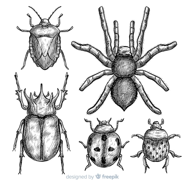 Realistische hand gezeichnete insektenskizzensatz