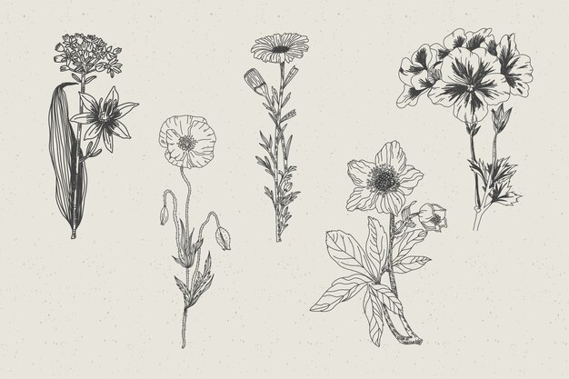 Realistische Hand gezeichnete Kräuter u. Wilde Blumen