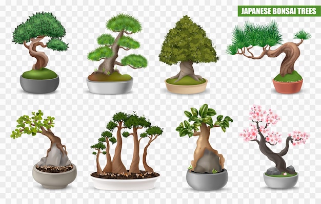 Kostenloser Vektor realistische japanische bonsai-baum-symbole auf transparentem hintergrund isolierte vektorillustration