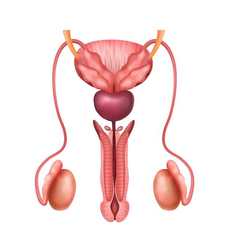 Kostenlose Vektor realistische männliche genitalien anatomie des menschlichen fortpflanzungssystems mit realistischen bildern auf leerer hintergrundvektorillustration