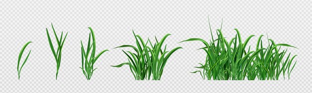 Realistische Reihe von grünen Grassprossen